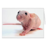 Hairless Rat cards