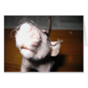 Hairless Rat Love cards