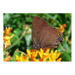 Hairstreak butterfly ~ ATC Business Card Template