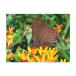 Hairstreak butterfly ~ postcard