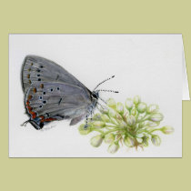 Hairstreak Butterfly Watercolor Painting cards