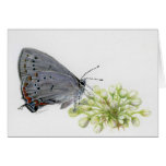 Hairstreak Butterfly Watercolor Painting Card