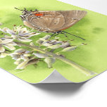 Hairstreak butterly print