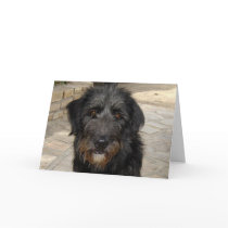 Hairy Black Dog Face cards by jherrin Hairy Black Dog Face cards