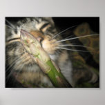 Hairy posters