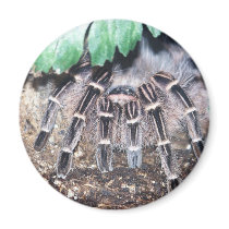HAIRY SPIDER 6 magnets