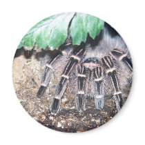 HAIRY SPIDER 6 magnets