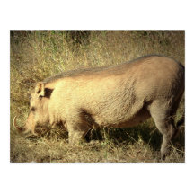 Hairy Warthog Postcard
