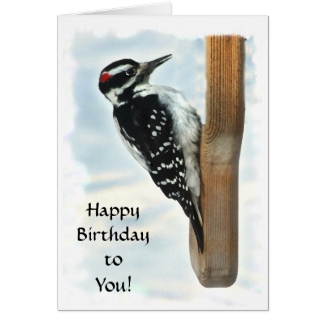 Hairy Woodpecker Birthday Card