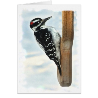 Hairy Woodpecker Cards