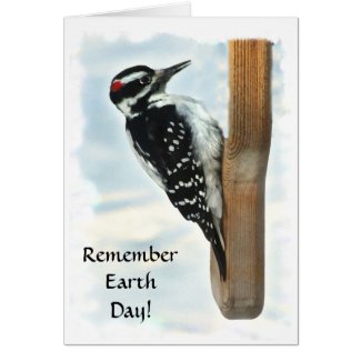 Hairy Woodpecker Earth Day Card