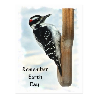 Hairy Woodpecker Earth Day Postcard