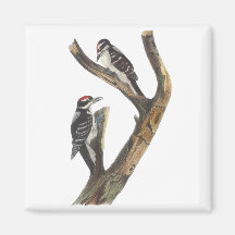 Hairy Woodpecker, John Audubon Fridge Magnet