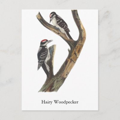 Hairy Woodpecker, John Audubon Postcards