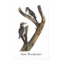 Hairy Woodpecker, John Audubon Poster