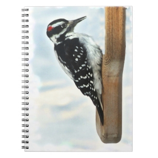 Hairy Woodpecker Notebook