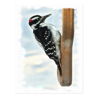 Hairy Woodpecker Postcard