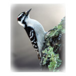 animal, bird, birding, birdwatching, hairy