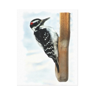 Hairy Woodpecker Wrapped Canvas Print