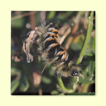 Hairy Worm Magnet