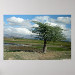 Haitian Countryside 2 Posters