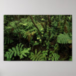 Hakalau Forest National Wildlife Refuge, Hawaii Print