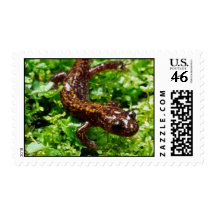Hakone salamander postage
