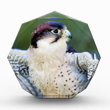 Halcón de peregrino