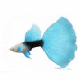 Half Black Blue Fantail Guppy