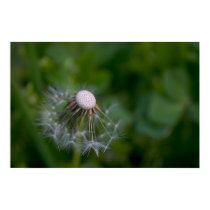 Half-gone dandelion posters by nicholaslopez Half-gone dandelion posters