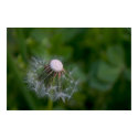 Half-gone dandelion posters