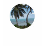sun, palm, trees, island, caribbean, beach, caye,