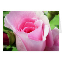 Half Open Pink Rosebud Greeting Card