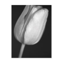 Halftone Tulip postcards