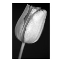 Halftone Tulip posters