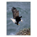 Haliaeetus leucocephalus card