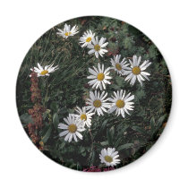 Hall Island wildflowers, Arctic daisy,Lousewort magnets by moxieann Hall Island wildflowers, Arctic daisy,Lousewort magnets