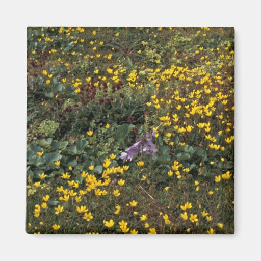 Hall Island wildflowers, Bog Saxifrage Magnets