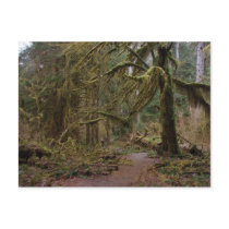 Hall of Mosses postcards by Macanudo Hall of Mosses postcards