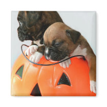 Halloween Boxer puppies magnet