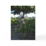 Halloween Card, scarecrow in Vineyard
