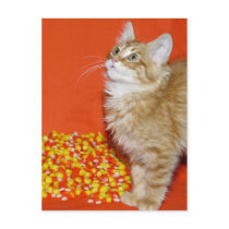 Halloween cat postcards