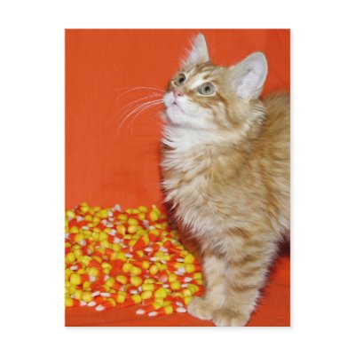 Halloween cat postcards