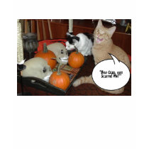 Halloween Cats t-shirts by JustTeez Halloween Cats t-shirts