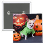 Halloween - Chihuahua - Gizmo Button