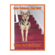 Halloween Dog and No Treats postcard