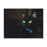 Halloween Eyes Postcard