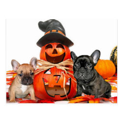 Halloween French Bulldogs Post Cards