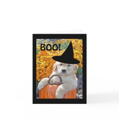 cute golden retriever puppies wallpaper. Photograph of golden retriever