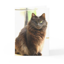 Halloween-One Eyed Black Cat cards
